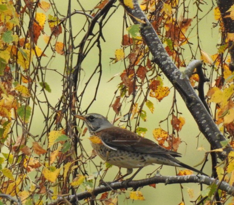 Autumnal Fieldfare by Paul Williams in 2021