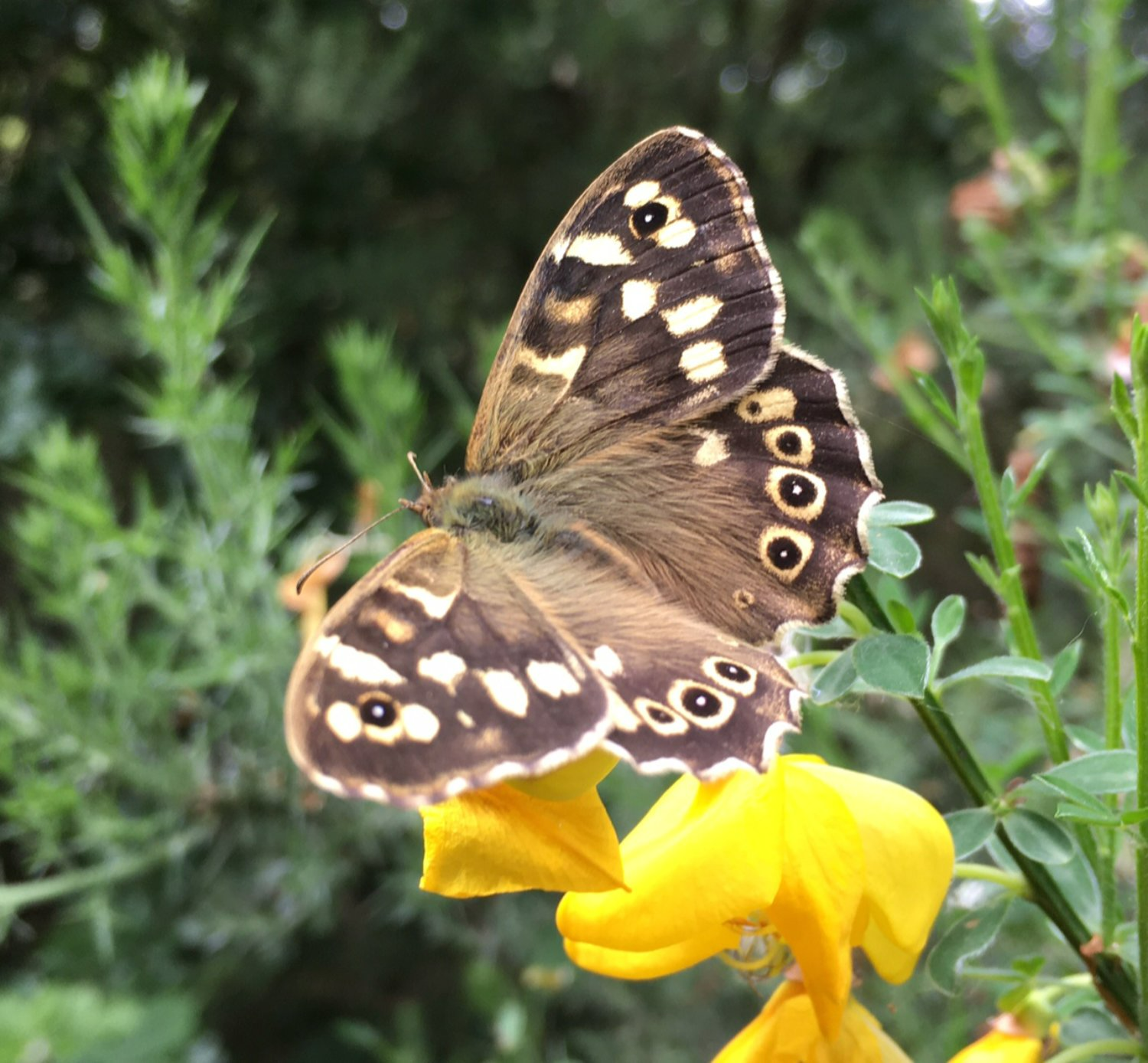 Speckled Wood Butterfly by Anne Smith
