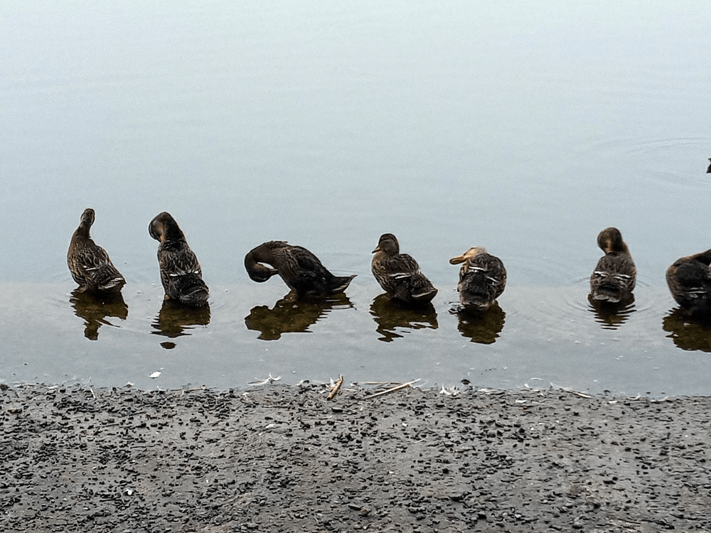 Val Crossan preaning themselves before breakfast in 2020