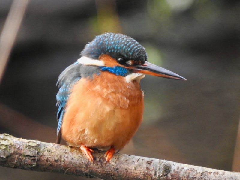 Winter queen of the loch