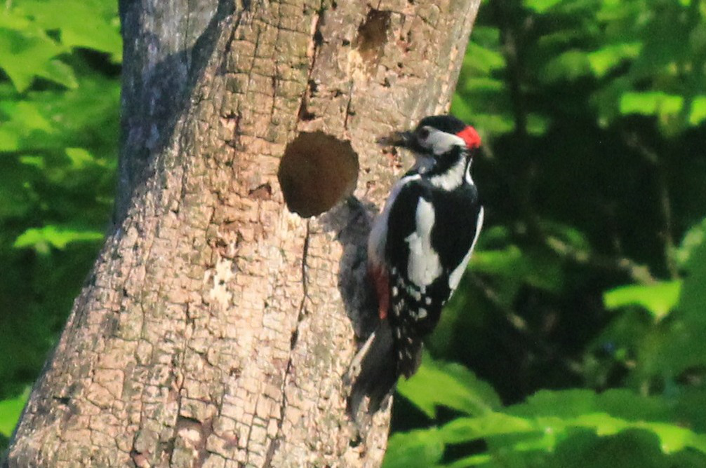 Ron Edwards with a male Greater Spotted Woodpecker feeding its young with craneflies in 2017