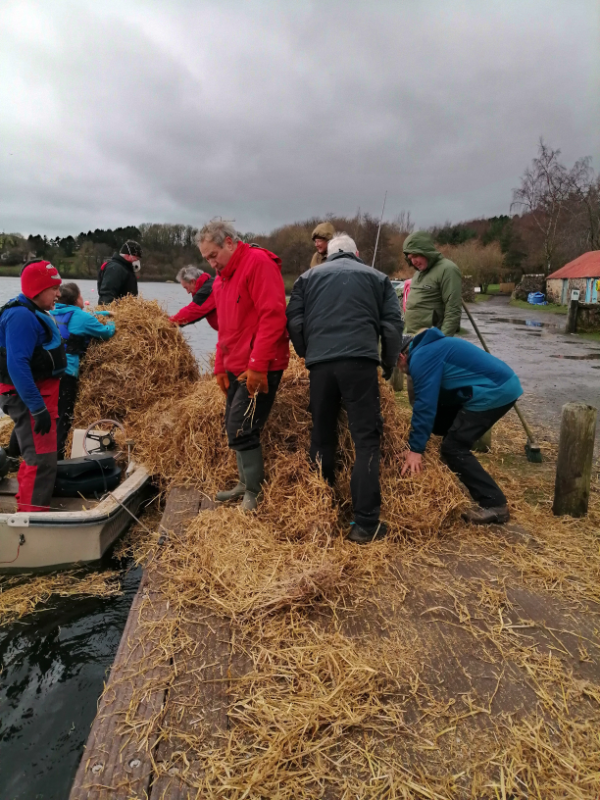 Loading barley straw rafts.
