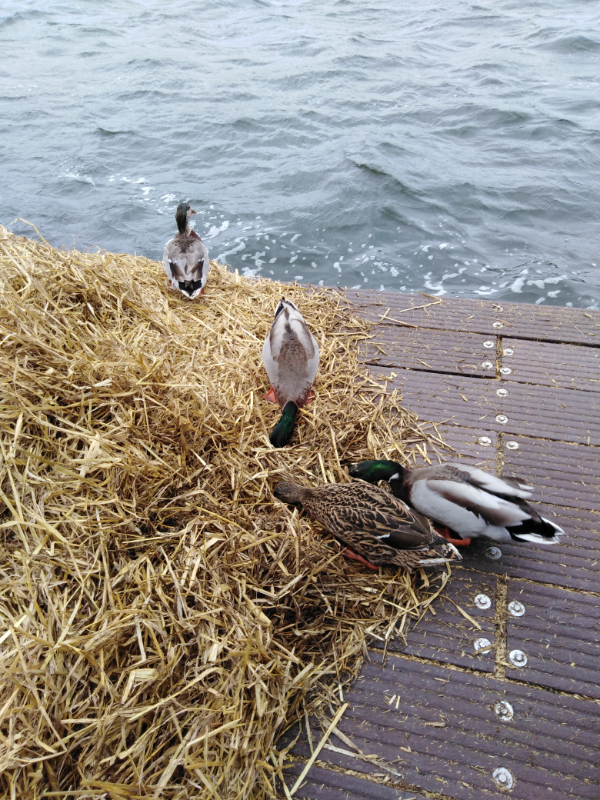 Mallards in the straw