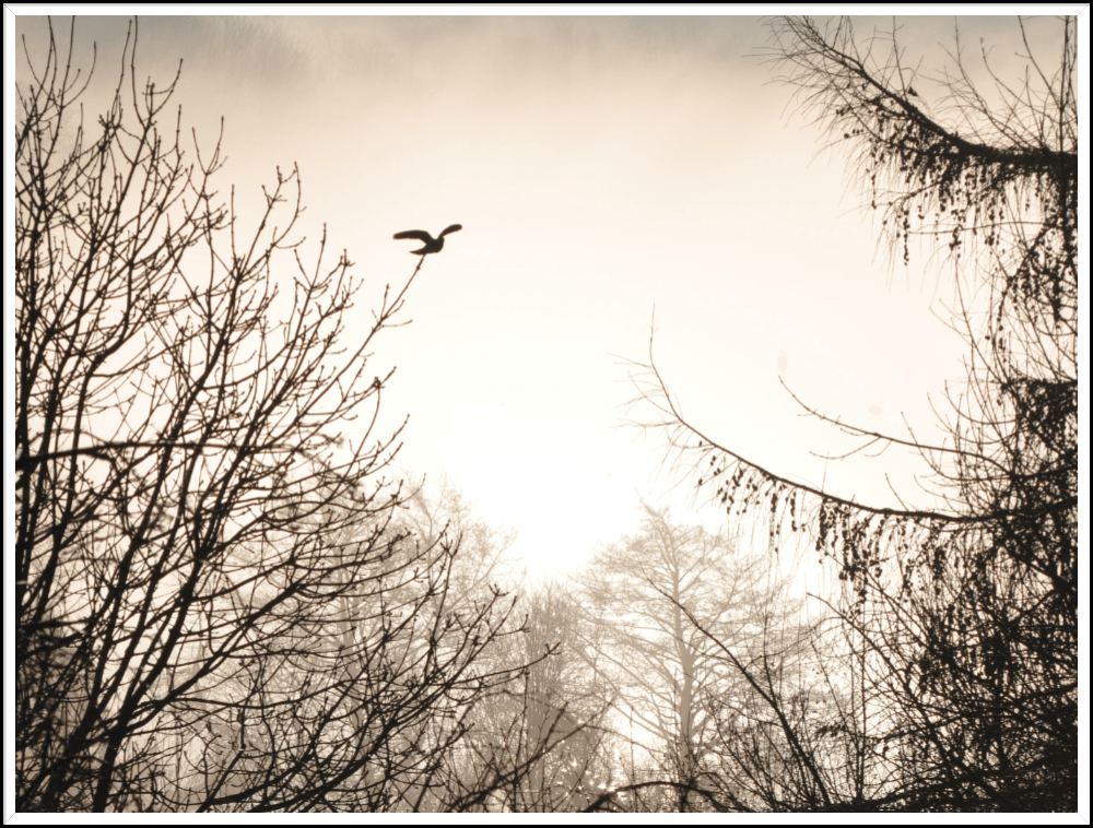 Pigeon in the mist Pigeon flies through the winter trees in the mist at Craigencalt