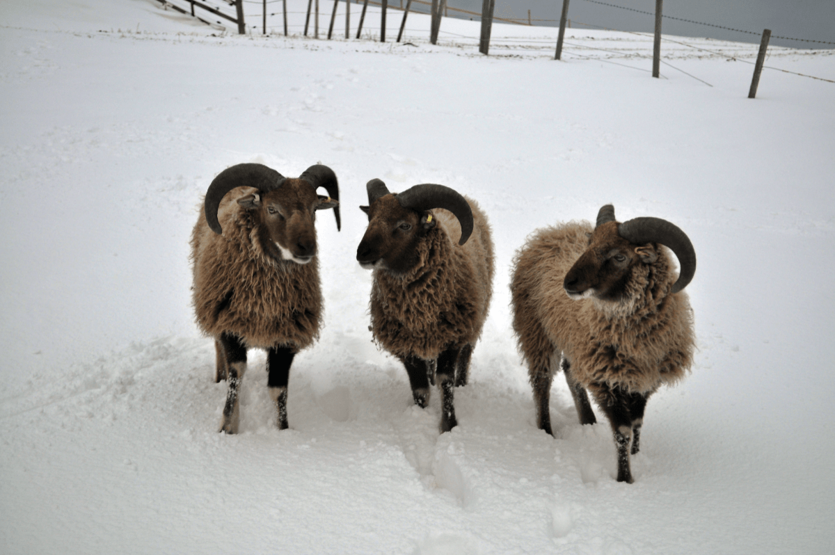 Three lambs in the snow Three lambs contemplating going for a walk