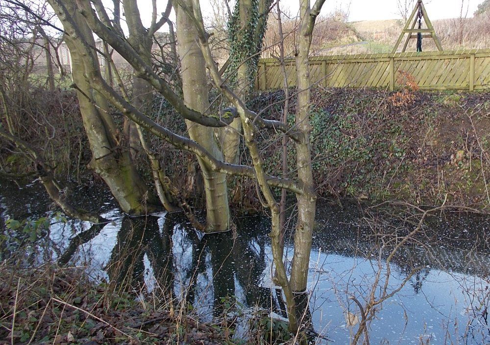Trees sat in water of the Loch Burn Flooding of the Loch Burn, trees in water