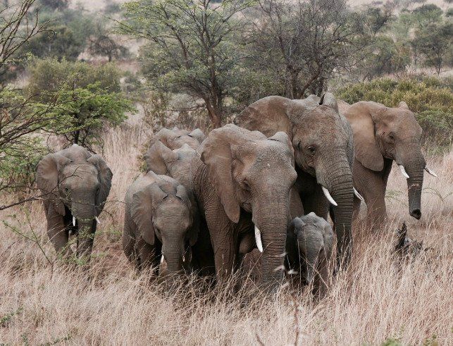 Elefantenfamilie von Will Shirley Familie auf Zeit, Gruppentherapie
