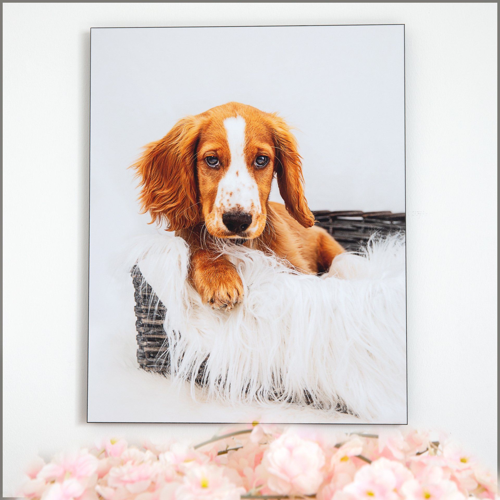 Reflections Family Photography Spaniel puppy in basket looking at camera with paw over basket