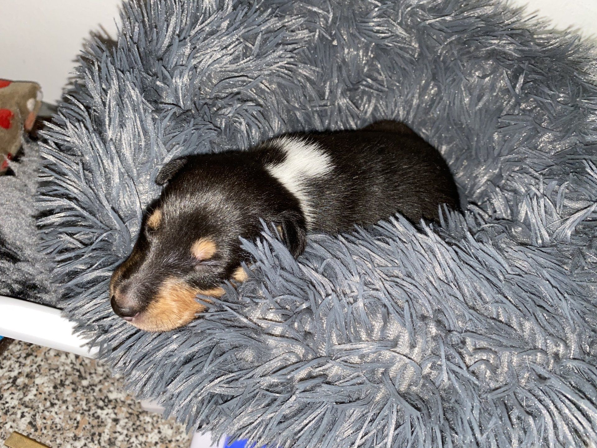 Camelot vom Widdumhof 24.03.2021