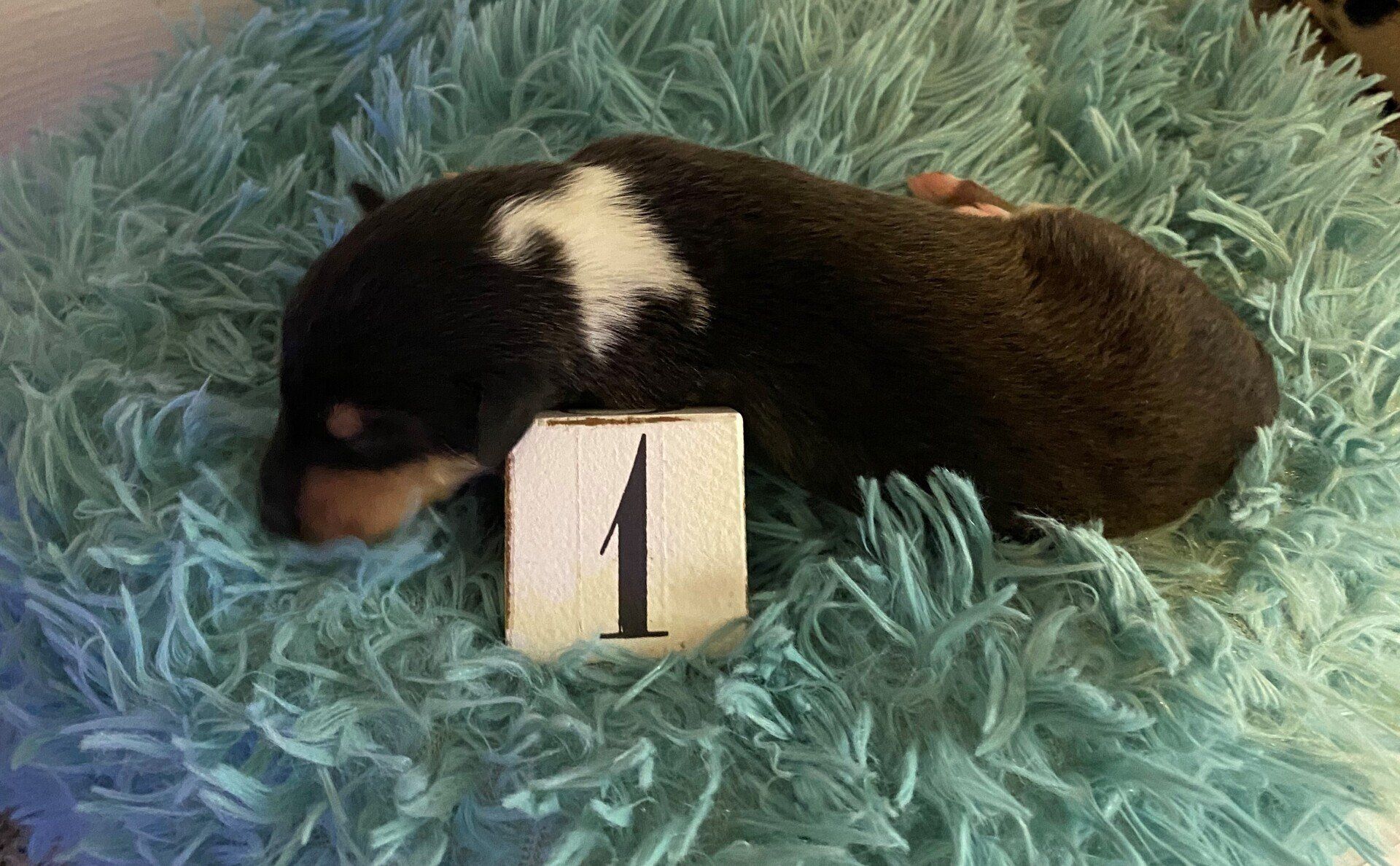 1 Bub Trico Drachenkragen