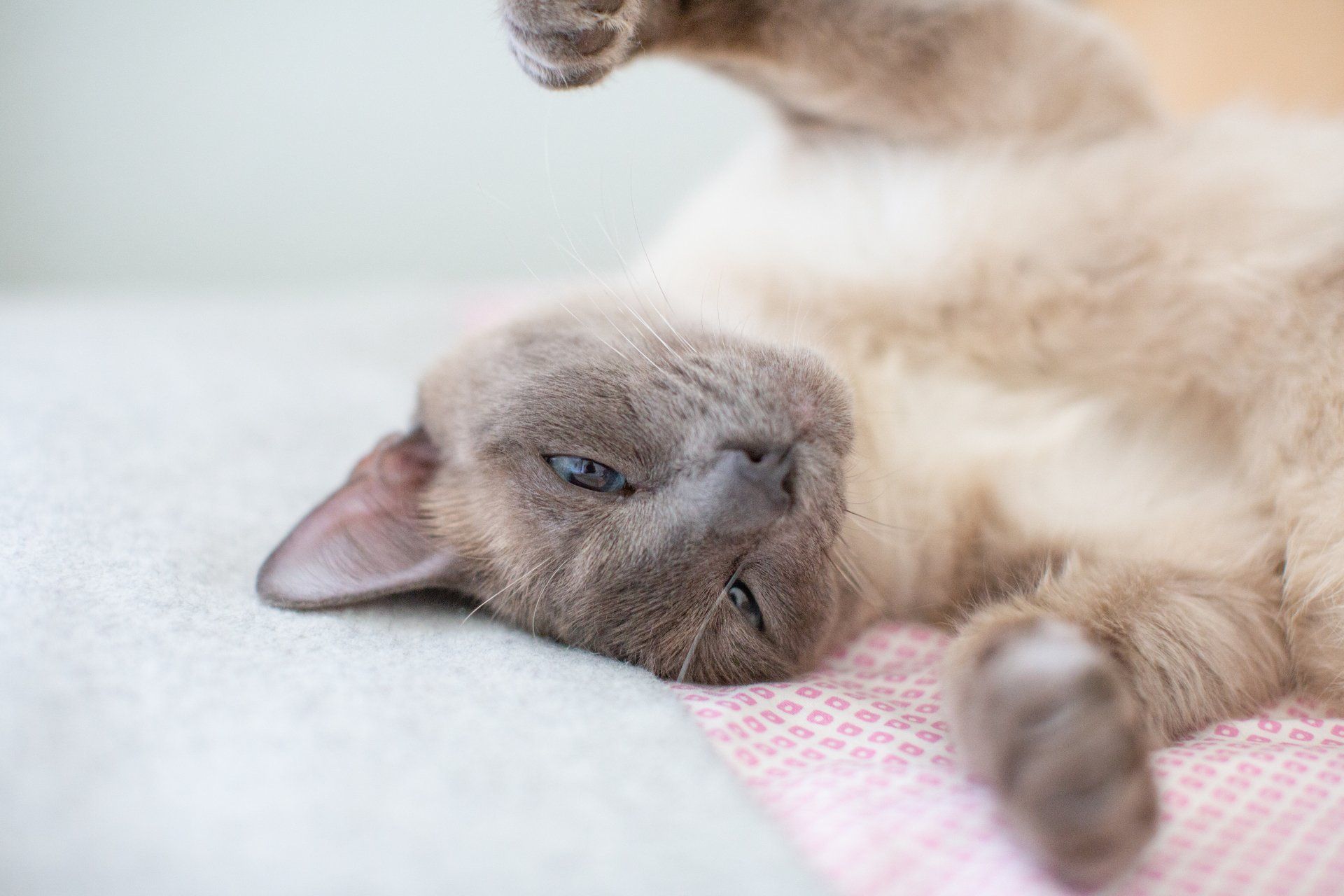 Katze