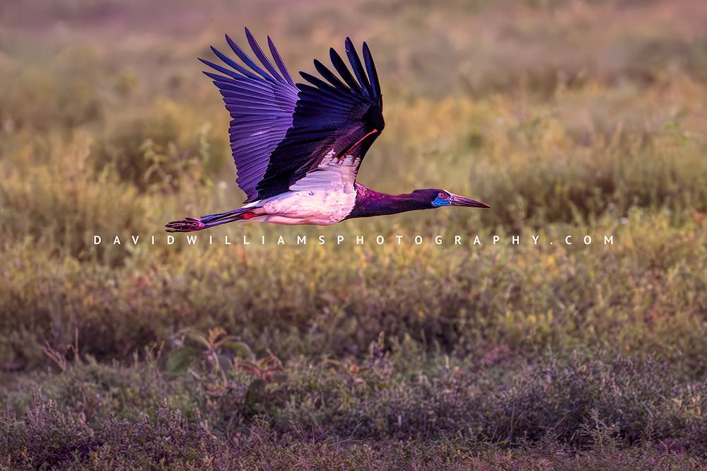 Abdim’s Stork flying low over colorful green and purple fields in Ndutu, Tanzania, horizontal close-up