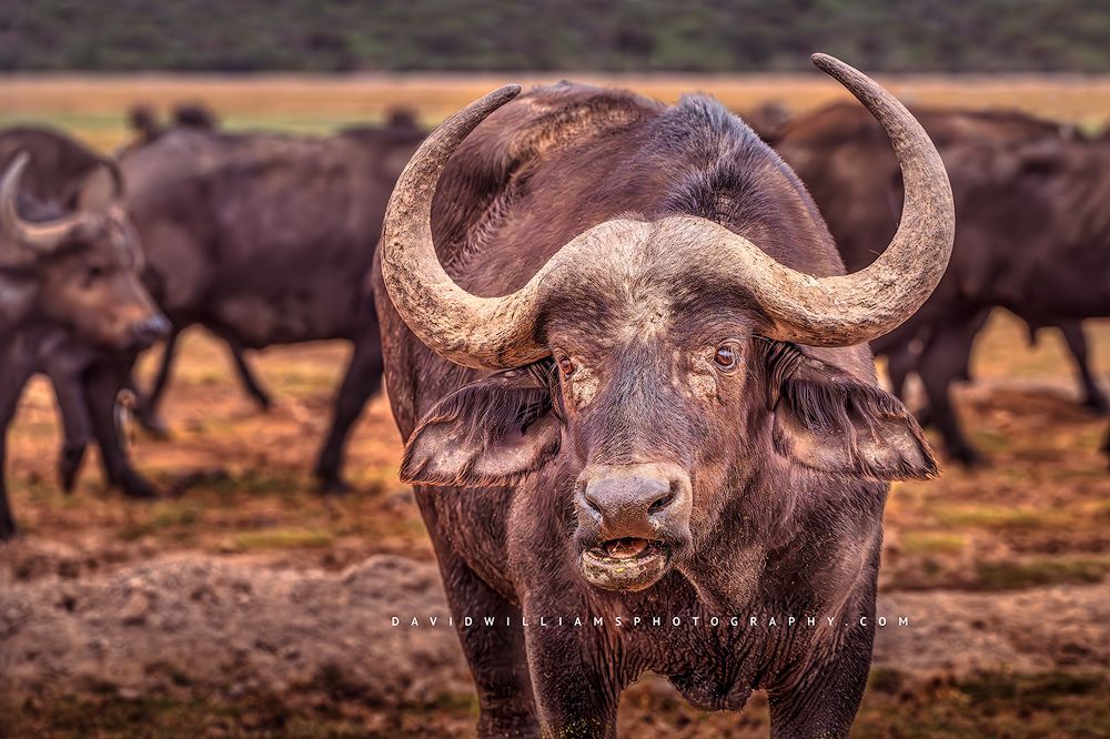 African or Cape Buffalos in grasslands of Ol Pajeta, Kenya, Africa