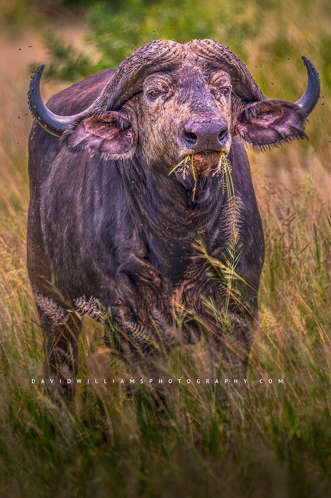 Eye Contact with a Cape Buffalo in golden light, Tanzania, Africa