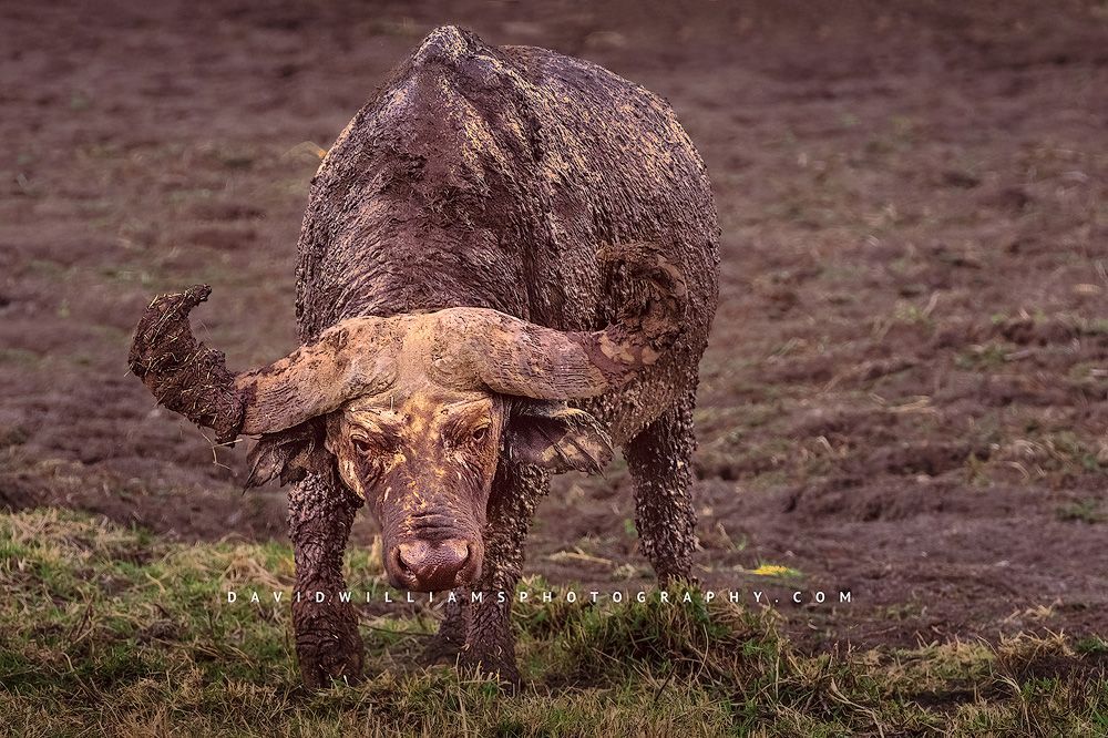 A Cape or African Buffalo covered in mud, Kenya