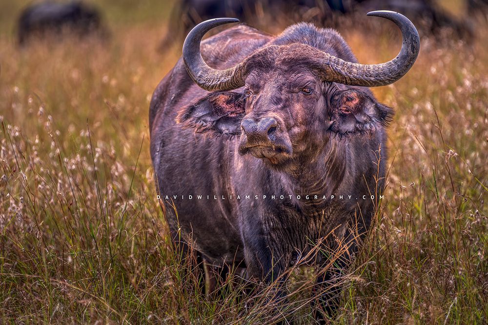 A close up of an African Buffalo staring at the camera, Kenya
