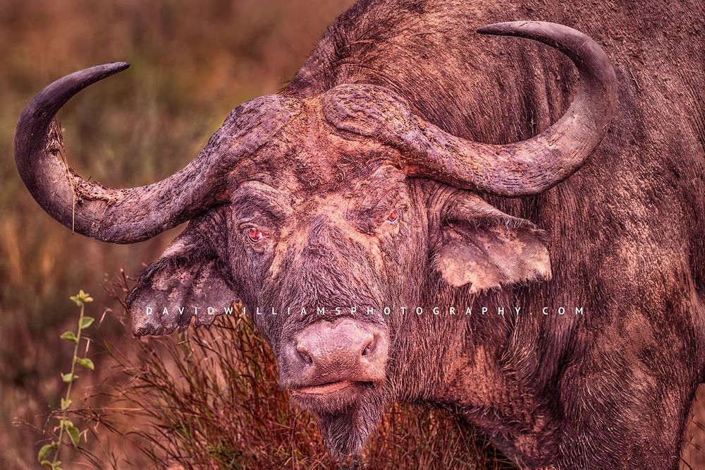 An African Buffalo staring at the camera, Africa