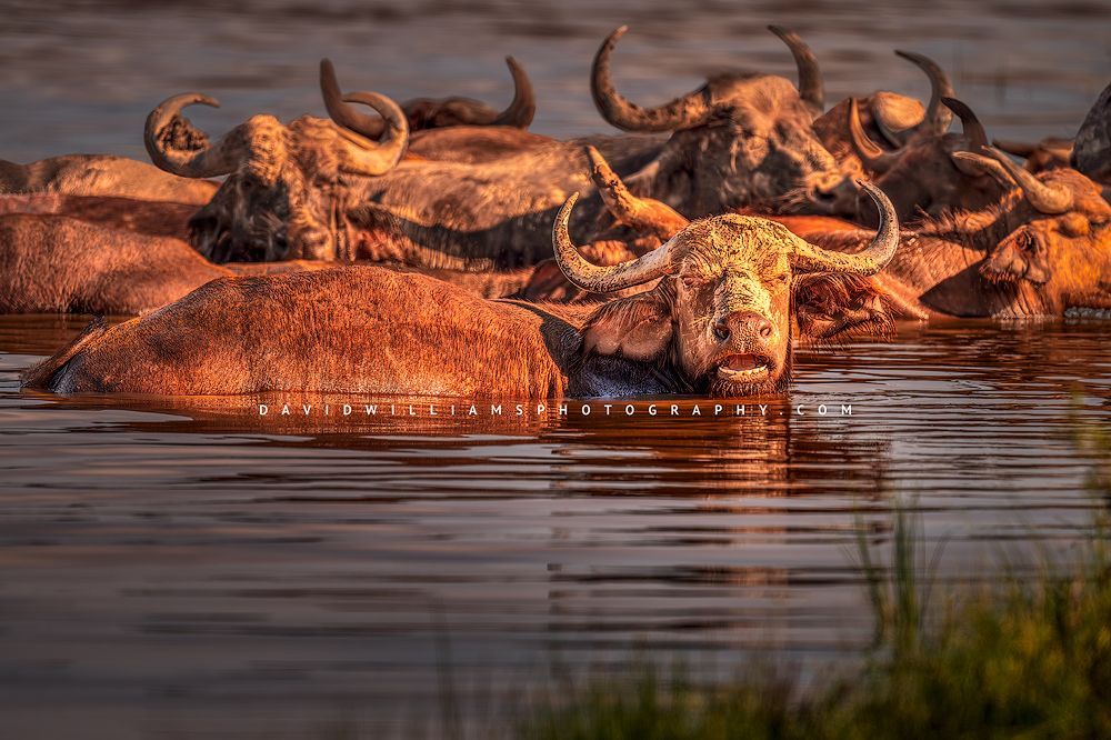 A herd of African Buffalo in late day sun, Tanzania, Africa