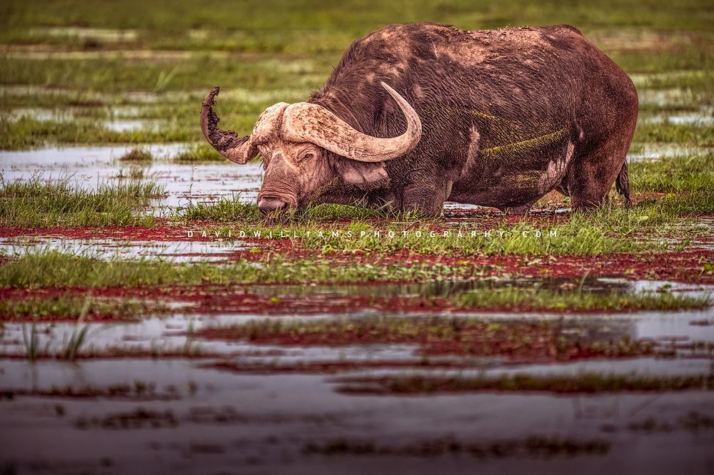 Cape Buffalo feeding in algae-rich water, captured in natural light An African or Cape Buffalo feeding in colorful algae water, Africa
