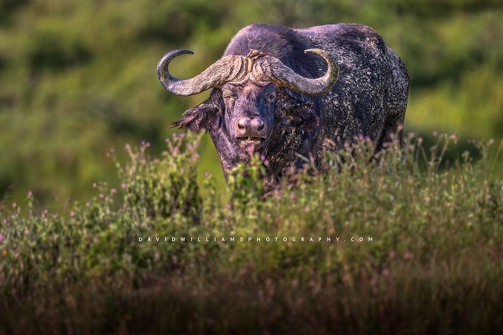 An African Buffalo in golden light, Ngorongoro, Arusha, Tanzania, Africa