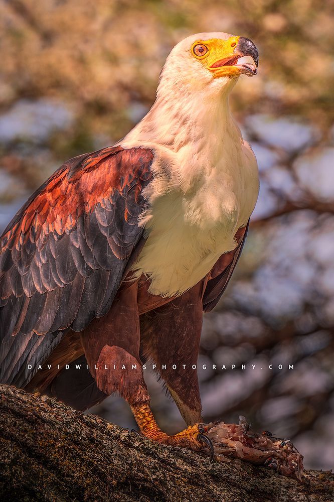 An African Fish Eagle, Manyara National Park, Tanzania, Africa