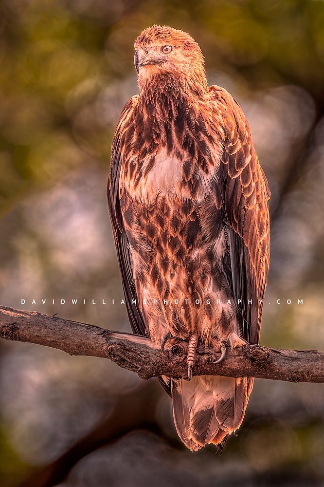 A subadult African Fish Eagle in golden light, Tanzania, Africa
