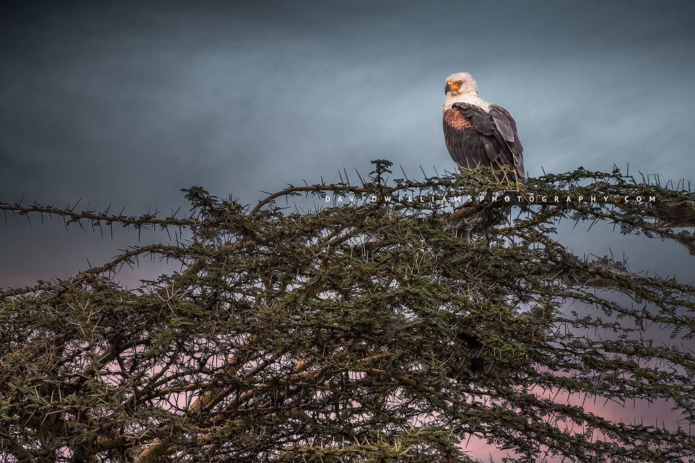 Under the close eye of an African Fish Eagle, Kenya, Africa