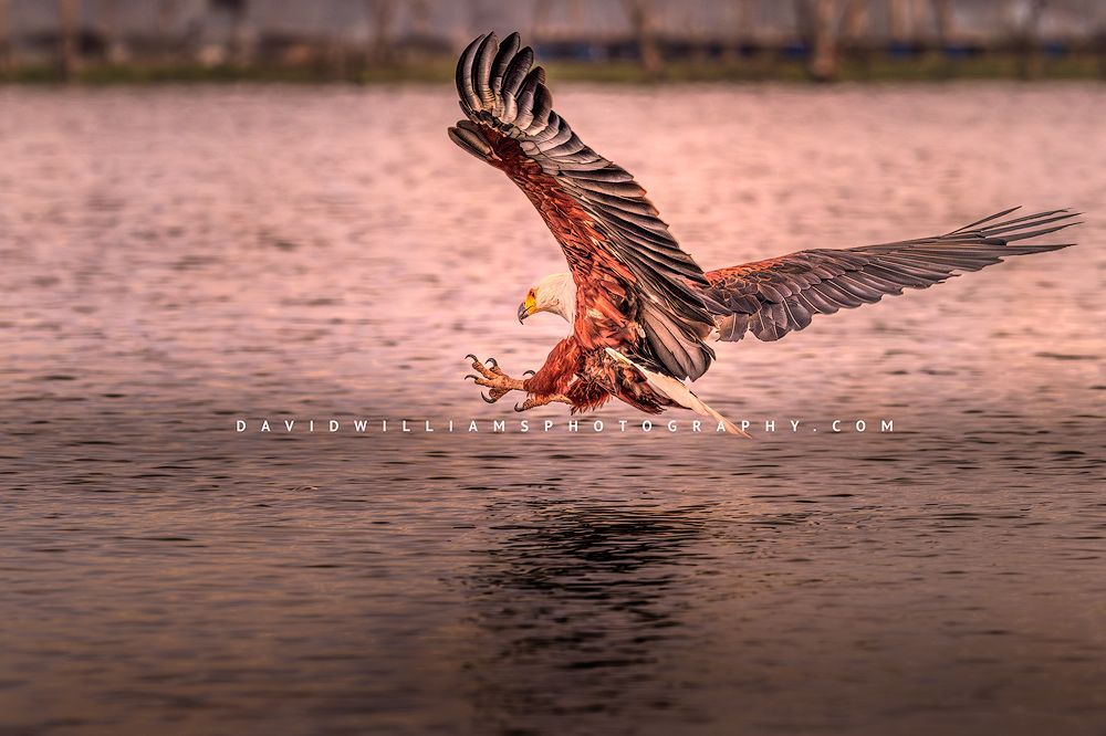 A colorful fish eagle about to catch a fish, Lake Naivasha, Kenya