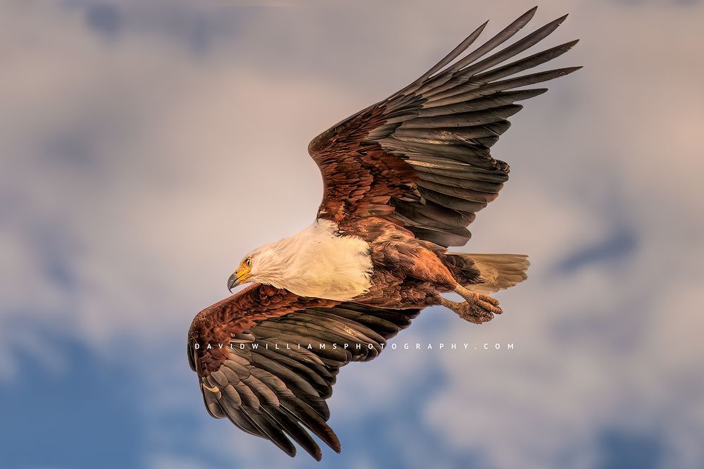 An African Fish Eagle shot from below with wing detail, Kenya