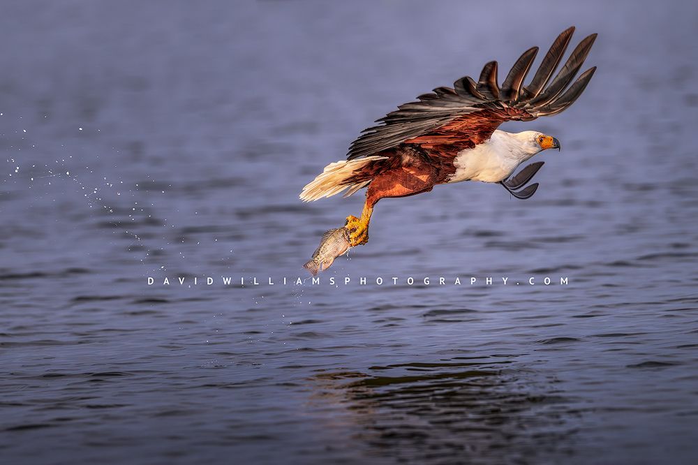 An African Fish Eagle with a fish in it’s claws, Kenya, Africa