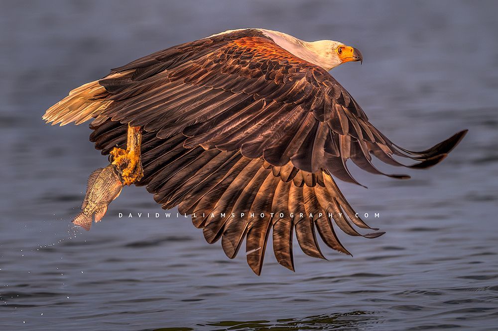 An African Fish Eagle catching a fish, Kenya, Africa