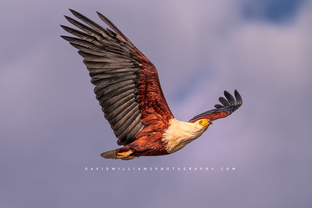 An African Fish Eagle from below with wing detail, Kenya