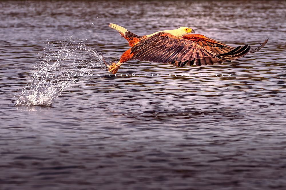 African Fish Eagle snatching a fish from the water’s surface An African Fish Eagle as it picks a fish from water
