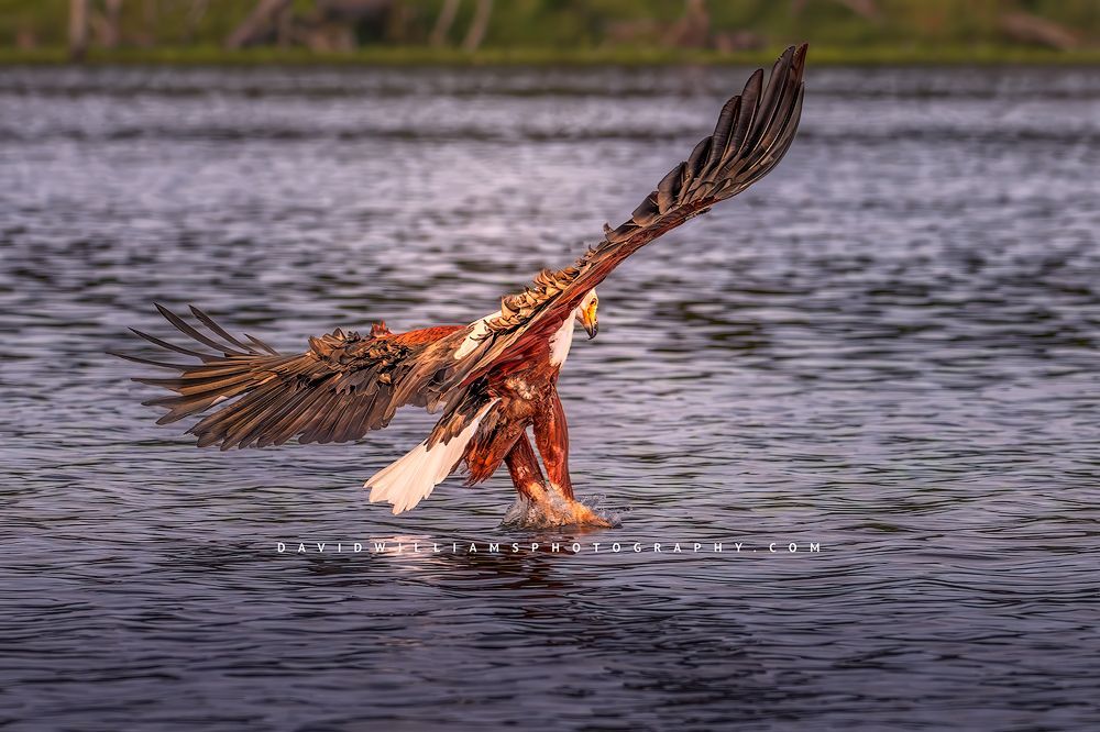 A colorful fish eagle about to catch a fish, Lake Naivasha, Kenya