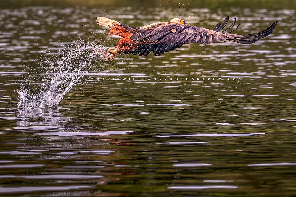 An African Fish Eagle with a fish catch in it’s claws, Kenya, Africa