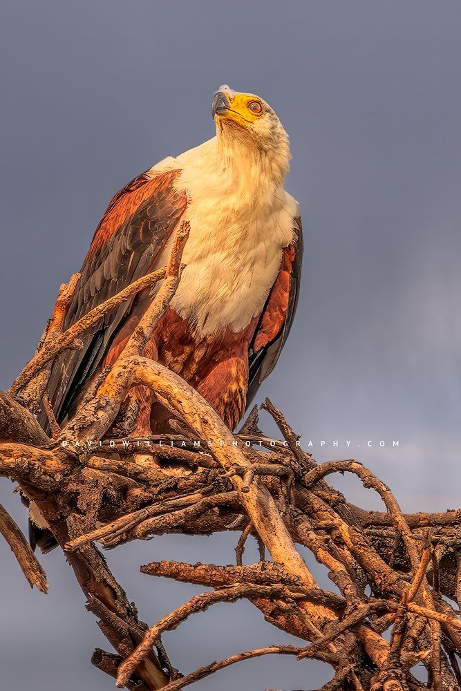 A close up of an African Fish Eagle perched at treetop, Kenya