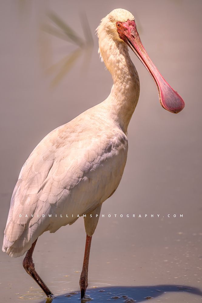 A close up of an African Spoonbill with eye contact, Tanzania