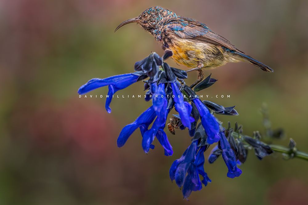 A sunlit colorful African Sunbird, Kenya, Africa