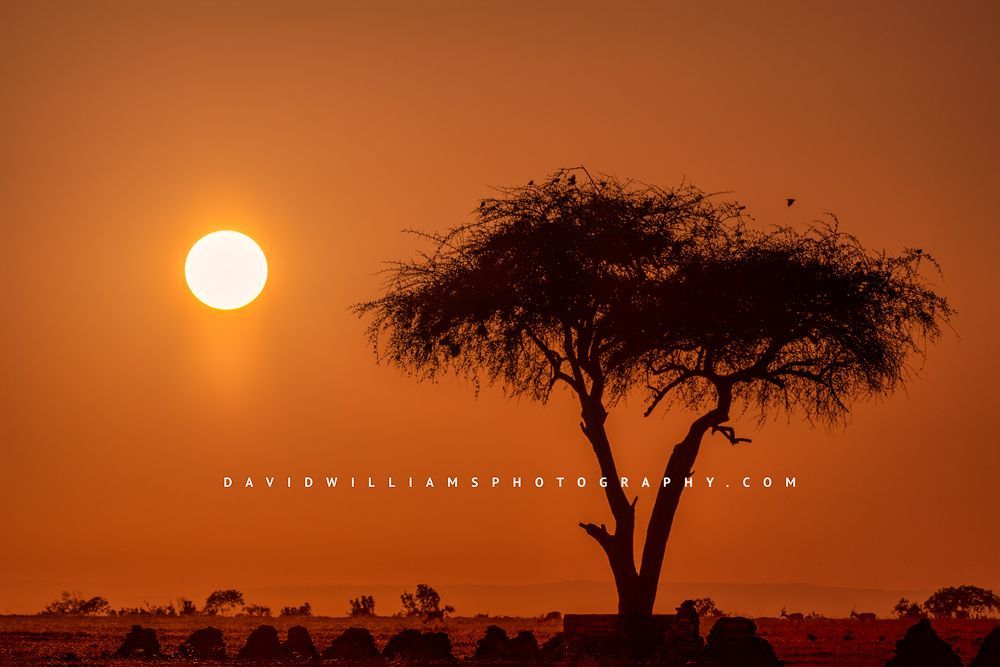 A colorful sunrise as the sun rises on the savanna, Kenya