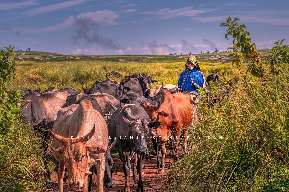 A young man herding cattle in golden light, Tanzania, Africa
