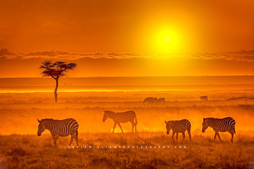 Zebras in dusty plains of savanna against a colorful sunset, Kenya