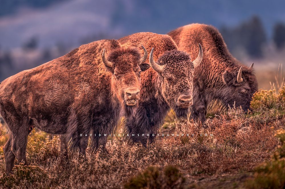 3 Bison in golden light in Yellowstone National Park, WY
