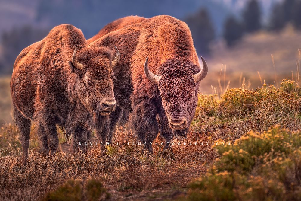 2 large Bison in golden light,Yellowstone National Park, WY