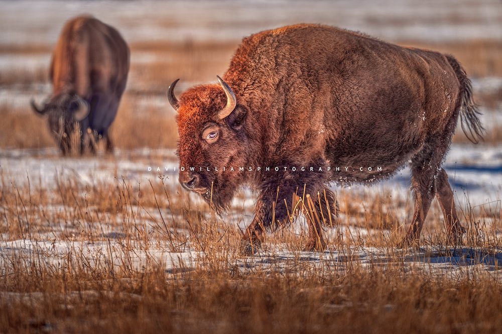 A Bison in golden morning light, Yellowstone Park, WY