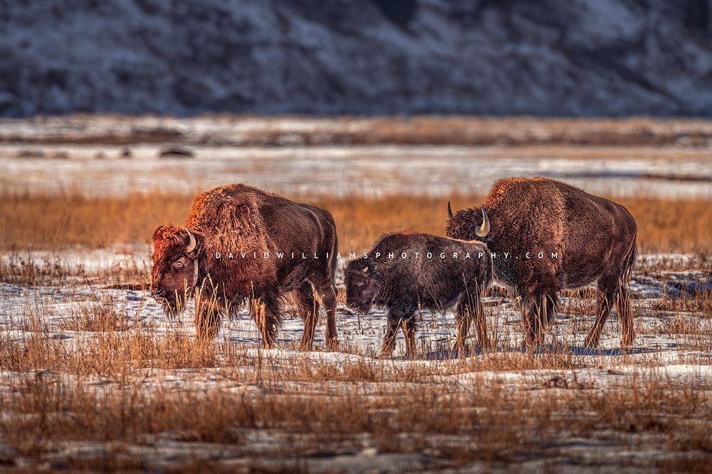 A Bison bull, cow and calf in Winter morning sun, Yellowstone Park, WY