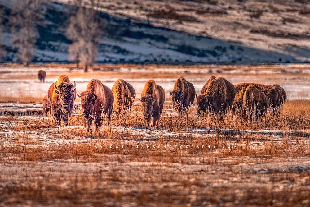 A large Bison group in late day sun and snow, Yellowstone, WY