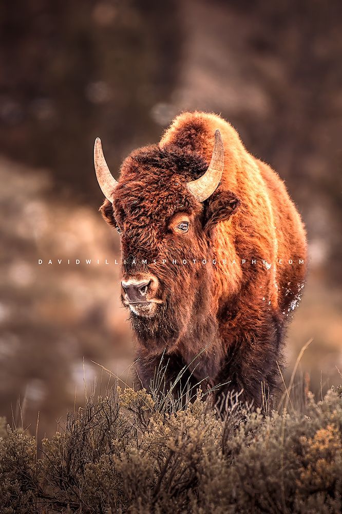 Close-up portrait of an American Bison in golden light with eye contact, spring in Yellowstone National Park