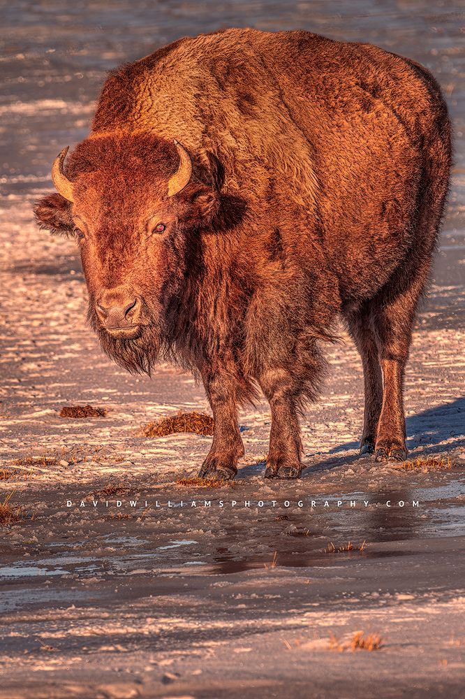 Bison on the frozen plains in golden light, Yellowstone, WY