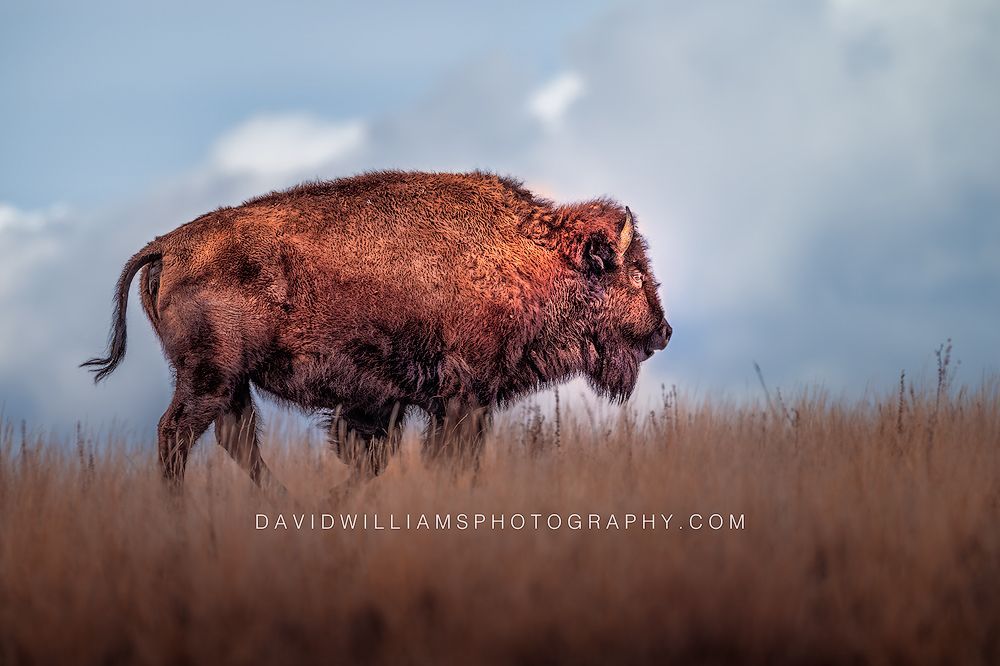 Side view of an American Bison walking through golden grass beneath blue skies on Antelope Island, Utah—an image that captures the spirit of America.