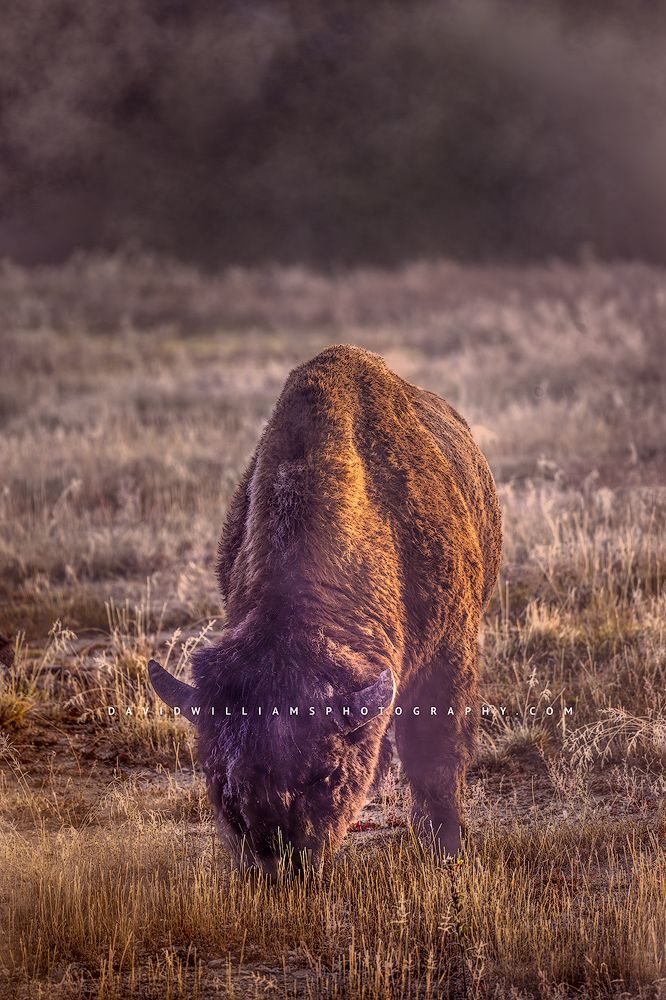A Bison on the foggy plains of Yellowstone National Park